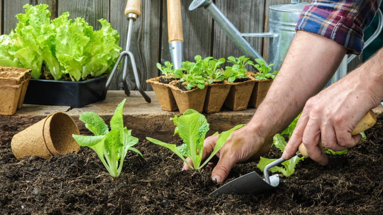 essay about hobby gardening
