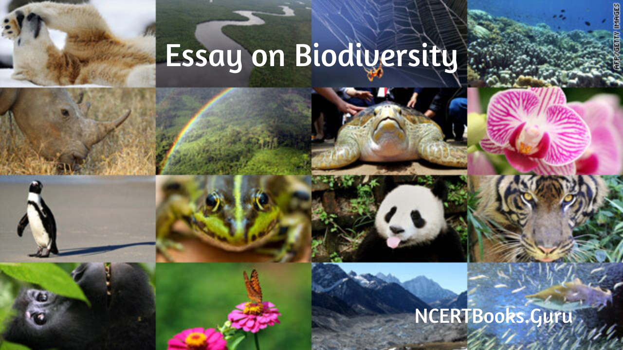 write essay on biodiversity