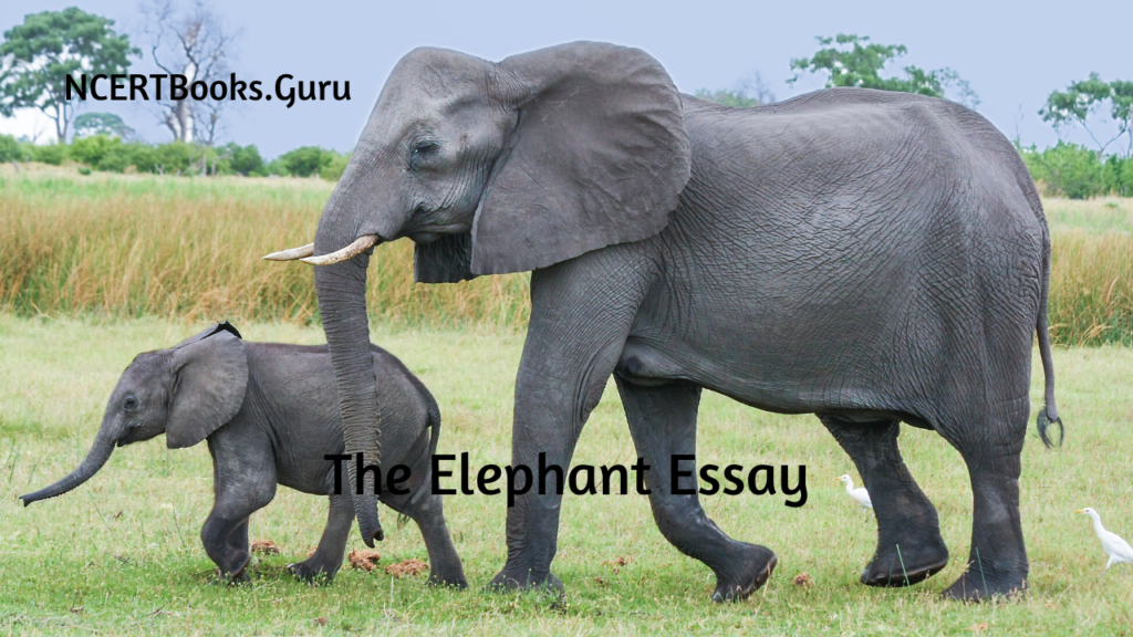an elephant essay for class 1