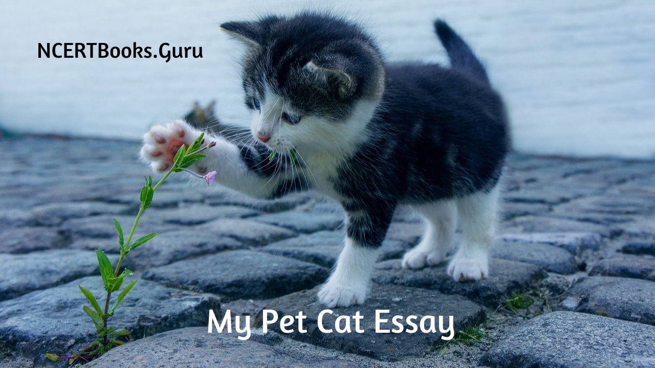 short essay on my pet cat
