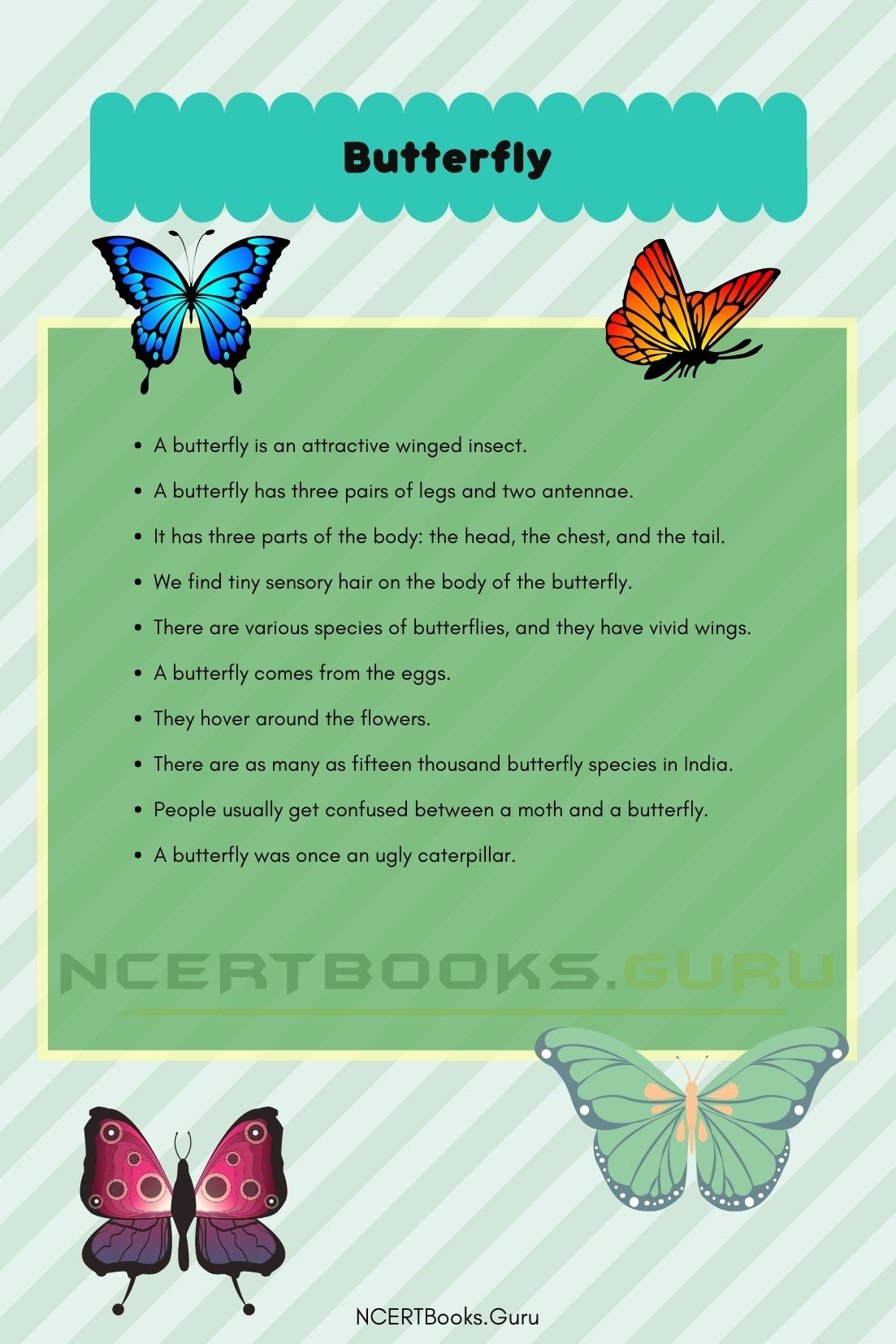 information about essay on butterfly