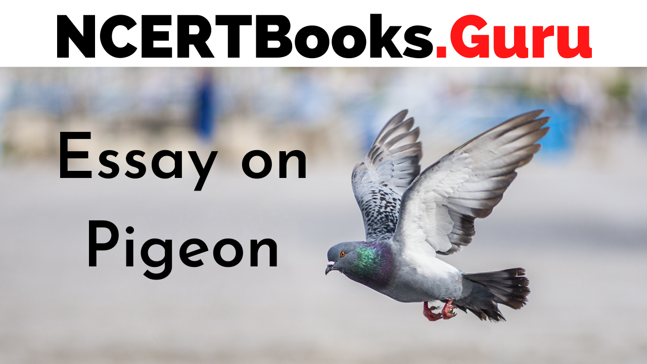 essay on pigeon in english for class 3